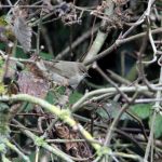 Siberian Chiffchaff, Mitcham (A Dutta).
