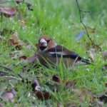 Hawfinch, Bury Hill Fisheries (M Davis).