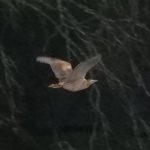 Bittern, Hedgecourt Lake (J McCulloch).