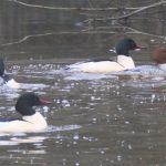 Goosander, Dorking (M Davis).