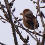 Hawfinch, Bury Hill Fisheries (M Davis).