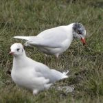 Mediterranean Gull, Clapham Common (N Rutter).