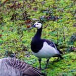 Barnacle Goose, Newdigate Brickworks (W Attridge).