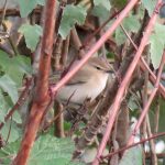 Siberian Chiffchaff, Mitcham (S Ferguson).