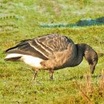 Brent Goose, Tice's Meadow (J Hunt).