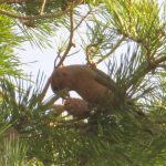 Crossbill, Blackheath (K Britten).