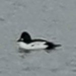 Goldeneye, Burgess Park (K Yeight).