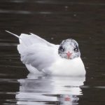 Mediterranean Gull, Wandsworth Common (N Rutter).