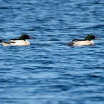 Goosander, Frensham Great Pond (R Knapp).