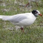 Mediterranean Gull, Wandsworth Common (N Rutter).