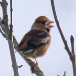 Hawfinch, Bury Hill Fisheries (M Davis).