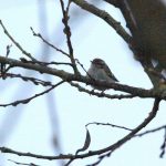 Green Sandpiper, Tice's Meadow (J Hunt).