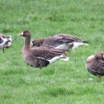 White-fronted Geese, Betchworth (S Ferguson).