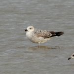 Yellow-legged Gull, Beddington Farmlands (A Dutta).