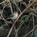 Siberian Chiffchaff, Mitcham (A Dutta).