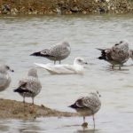 Iceland Gull, Beddington Farmlands (S Ferguson).