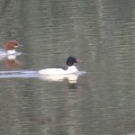 Goosander, Cutt Mill Ponds (K Britten).