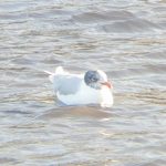 Mediterranean Gull, Clapham Common (O Flory).