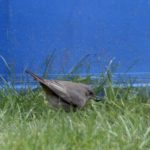 Black Redstart, Cranleigh (L Toolan).