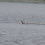 Black-necked Grebe, Tice's Meadow (G Sharples).