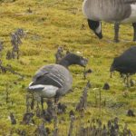 Brent Goose, Tice's Meadow (D Burford).