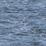 Black-necked Grebe, Tice's Meadow (D Burford).