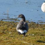 Brent Goose, Tice's Meadow (D Burford).