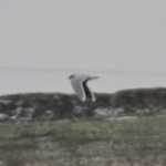 Little Gull, Beddington Farmlands (P Alfrey).