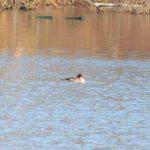 Goosander, Holmethorpe SP (G Hay).