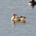 Goosander, Mercers CP (G Hay).