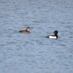 Ring-necked and Tufted Ducks, Holmethorpe SP (G Hay).