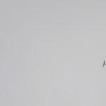 Mediterranean Gulls, Holmethorpe SP (G Hay).
