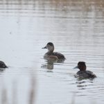 Ring-necked and Tufted Ducks, Holmethorpe SP (G Hay).
