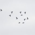Golden Plovers, Thursley Common (E Stubbs).