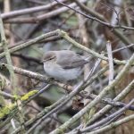 Siberian Chiffchaff, Unstead SF (E Stubbs).