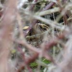 Jack Snipe, Beddington Farmlands (S Ferguson).