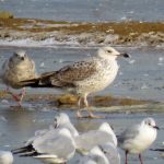 Caspian Gull, Beddington Farmlands (S Ferguson).