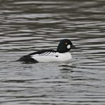 Goldeneye, Burgess Park (R Bonser).