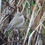 Siberian Chiffchaff, Tice's Meadow (G Sharples).