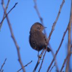 Dartford Warbler, Westcott (S Dorman).