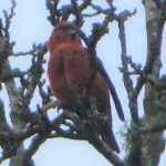 Crossbill, Oxshott (A Simmons).
