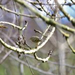 Yellow-browed Warbler, Molesey Heath (D Spragg).