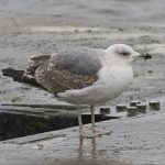 Yellow-legged Gull, Rotherhithe (R Bonser).