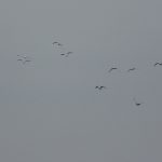 Kittiwakes, Island Barn Reservoir (D Harris).