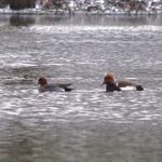 Wigeon and Red-crested Pochard, Newdigate Brickworks (W Attridge).