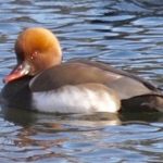 Red-crested Pochard, Newdigate Brickworks (W Attridge).