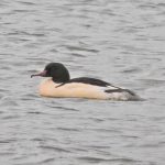 Goosander, Badshot Lea Ponds (J Hunt).