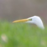 Great Egret, Bury Hill Fisheries (M Davis).