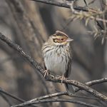 Little Bunting, Thursley Common (J Hunt).