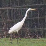 Great Egret, Westcott (M Davis).